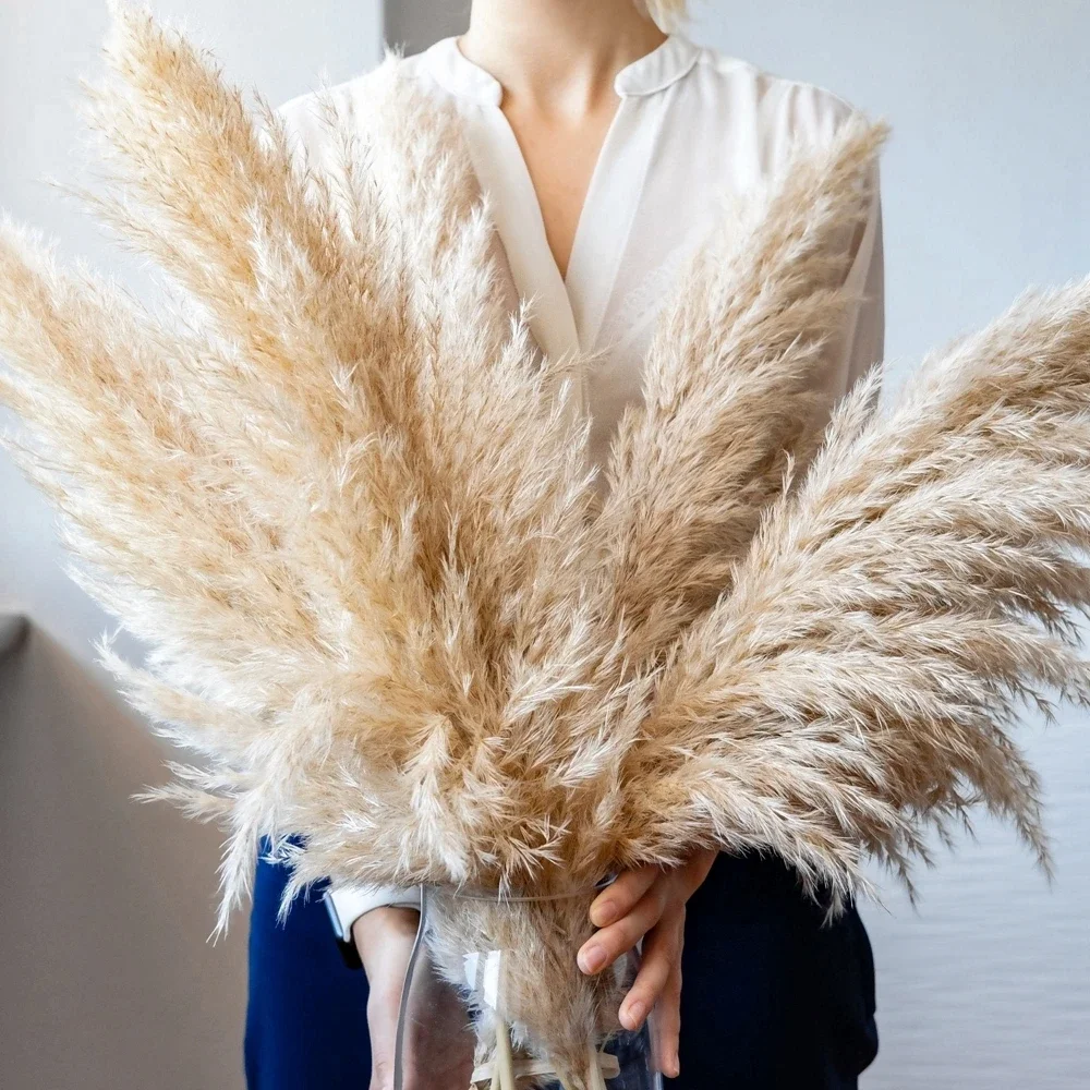 Dried Flower Bulk - 120 سنتيمتر-130 سنتيمتر رقيق كبير بامباس