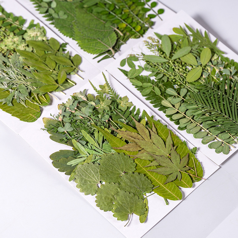 1 مجموعة 35 قطعة ضغط المجففة ز - مراجعة Dried Flower Bulk وسعره