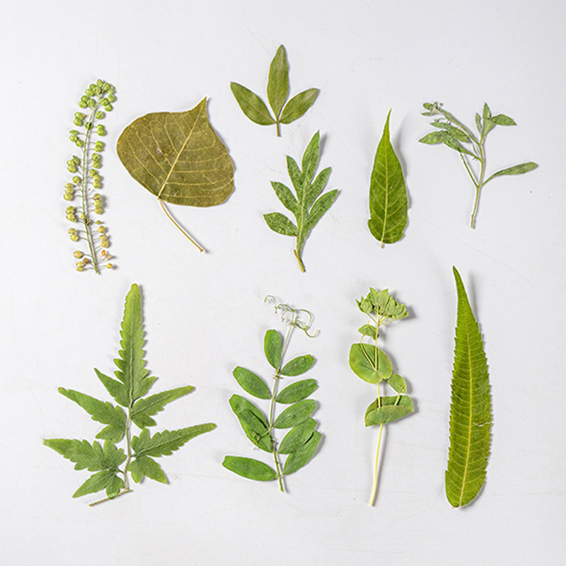 1 مجموعة 35 قطعة ضغط المجففة ز - مراجعة Dried Flower Bulk وسعره