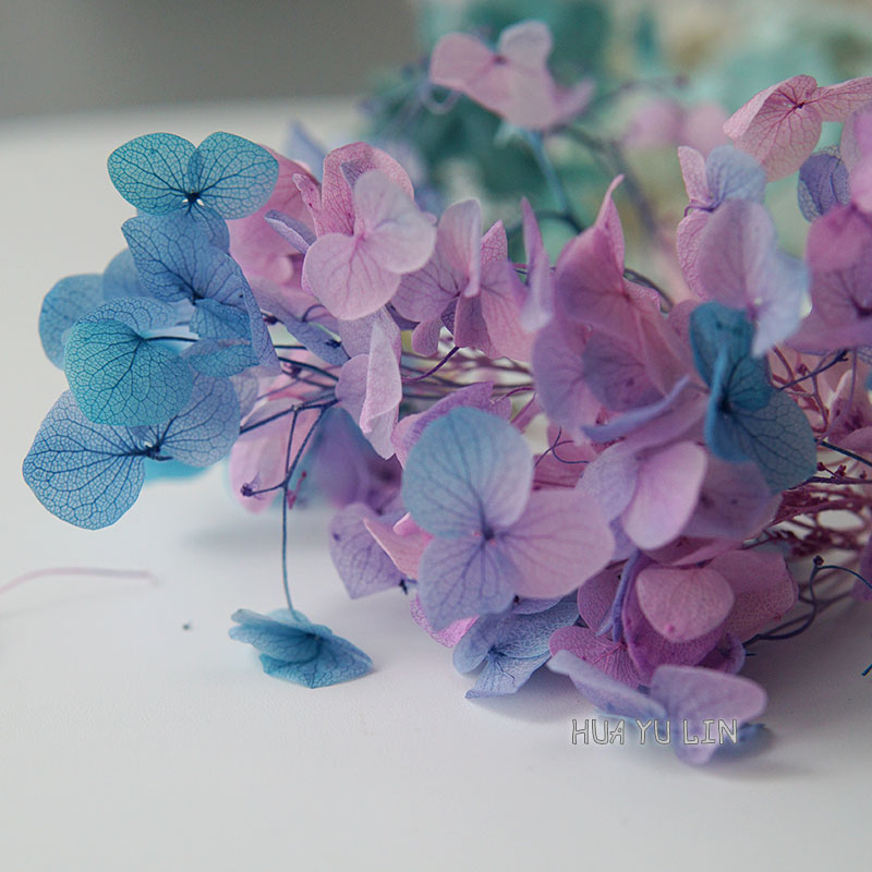 زهور هيدرانجيا مجففة ومحفوظة ب - مراجعة Dried Flower Bulk وسعره